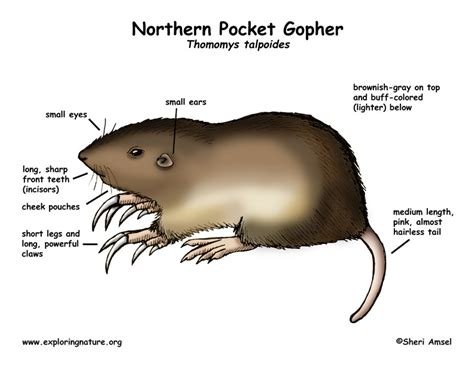 life cycle of a gopher